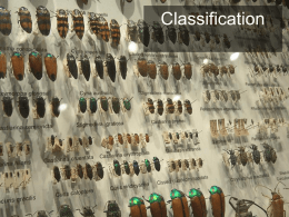 Phylogeny and Classification