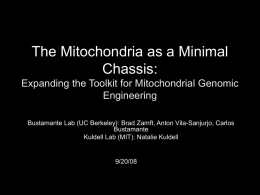The Mitochondria as a Minimal Chassis: