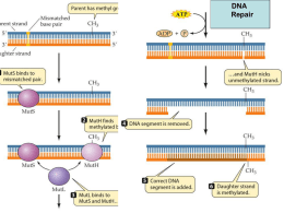 in prokaryotes RNA polymerases require a sigma factor to bind DNA