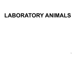 Disease of Lab animals