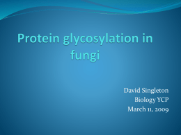 Protein glycosylation in pathogenic and non