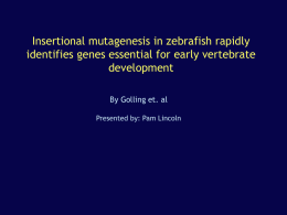 Insertional mutagenesis in zebrafish rapidly identifies genes