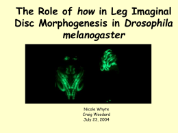 The Role of the HOW Gene in Morphogenesis in Drosophila