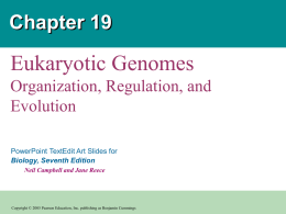 Figure 19.5 A eukaryotic gene and its transcript