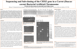 My CHXE Carrot BAC Research Poster