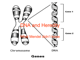 DNA and Heredity - Dr. Diamond`s Website