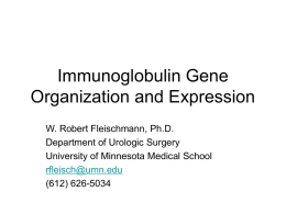 Immunoglobulin Genes: Organization and Expression