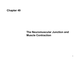 Chapter 49 The Neuromuscular Junction and Muscle Contraction