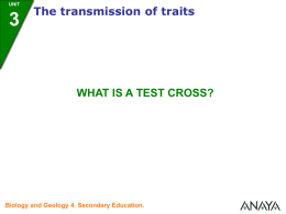 What is a test cross?