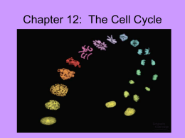 Chapter 13: The Cell Cycle