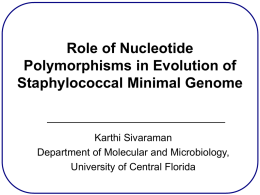 Role of nucleotide polymorphisms in evolution of Staphylococcal