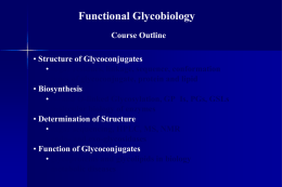 glyco revision 2004
