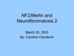 NF2/Merlin and Neurofibromatosis 2