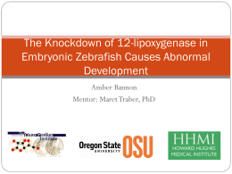 The Knockdown of 12-lipoxygenase in Embryonic Zebrafish Causes Abnormal Development Amber Bannon