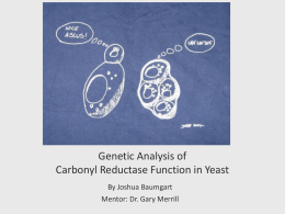 Genetic Analysis of Carbonyl Reductase Function in Yeast By Joshua Baumgart