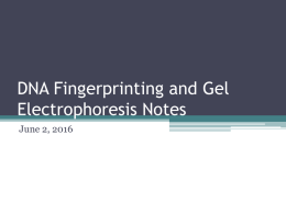 DNA Fingerprinting and Gel Electrophoresis Notes June 2, 2016