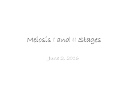 Meiosis Stages Illustration