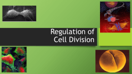 IB 2 Cell Regulationx