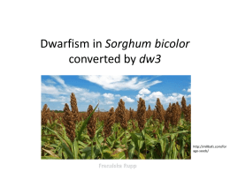 Dwarfism in Sorghum bicolor converted by Dw3