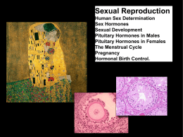 Human sex hormones