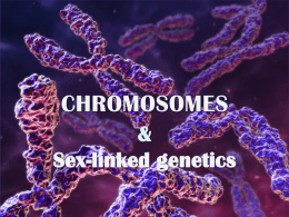 Waterman 8 Chromosomes and Sex Linked Traitsx
