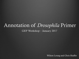 Annotation of Drosophila