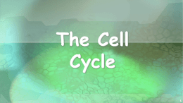 Overview of the Cell Cycle