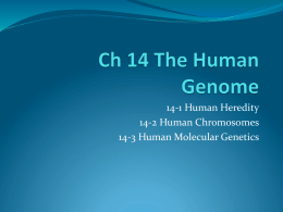 Ch 14 The Human Genome