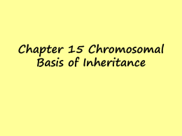 Chapter 15 Chromosomal Basis of Inheritance
