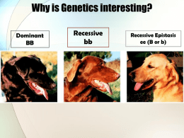Ch 11 Notes - Intro to Genetics