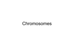 Chromosomes - Mrs. Dedam
