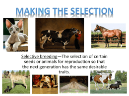 Selective breeding—The selection of certain seeds or