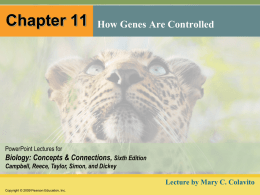 Chapter 11: Regulation of Gene Expression