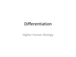 Differentiation and Stem Cells