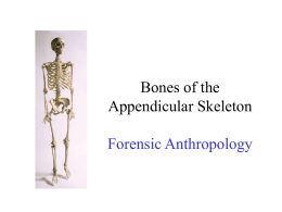 5. Appendicular Skeleton