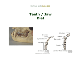 Teeth / Diet