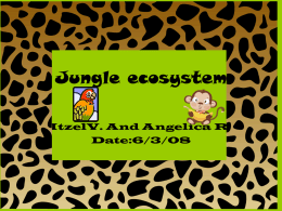 Jungle Ecosystem