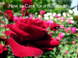 How to Care for a Rosebush