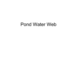 Pond Water Web