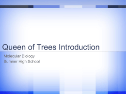 8.4 Queen of Trees Assignment queen_of_trees_intro_s12