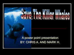 save the killer whales