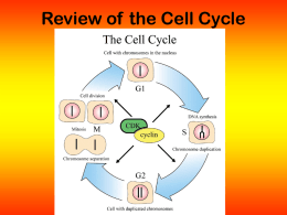 Review of the Cell Cycle