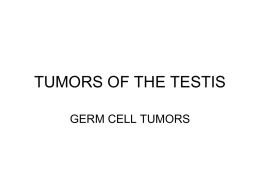TUMORS OF THE TESTIS