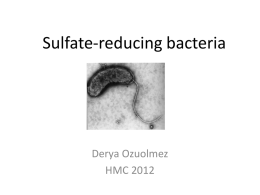 Sulfate-reducing bacteria