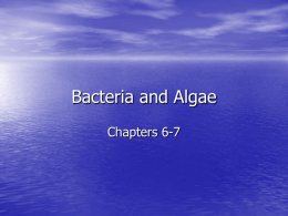 Bacteria and Algae