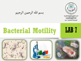 Bacterial motility