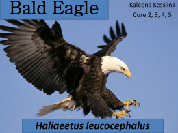 Bald Eagle - Platte County R