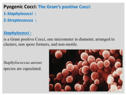 The Gram`s positive Bacilli
