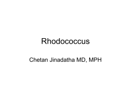 Rhodococcus - Indian Coins