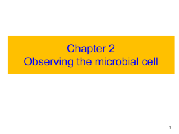 Observing the microbial cells